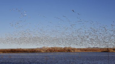 Kar kazları (Chen caerulescens) uçakla bir su birikintisi dan kış - Bosque del Apache oldu, New Mexico sürüsü