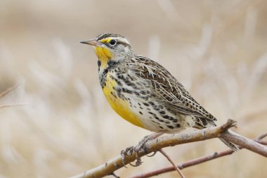 Western bir şube - Bosque del Apache oldu, New Mexico tünemiş Meadowlark (Sturnella neglecta)