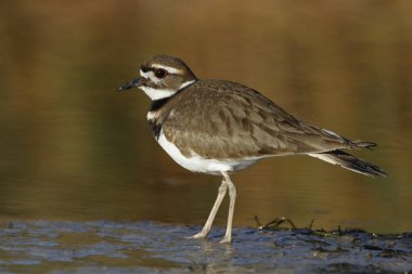 Bir nehir - Florida kenarında yiyecek arama Kildeer'in (Charadrius vociferus) 