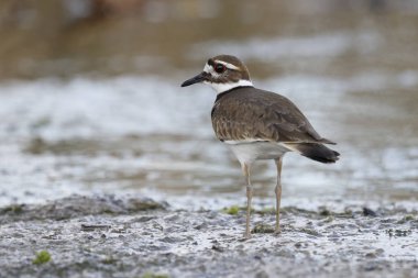 Bir nehir - Florida kenarında yiyecek arama Kildeer'in (Charadrius vociferus) 