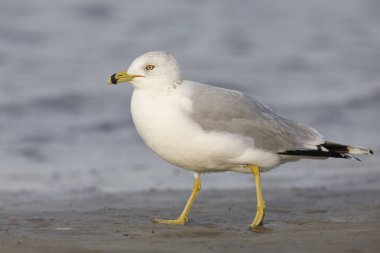 Ring-billed martı (Larus delawarensis) Meksika Körfezi üzerinde yiyecek arama plaj - süslü