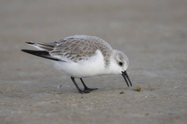 Sanderling (Calidris alba) in non-breeding plumage foraging on a Gulf of Mexico beach - Florida clipart
