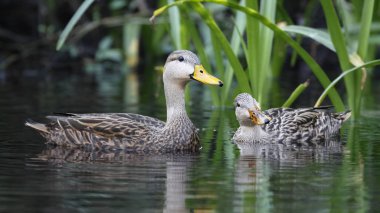 Benekli Duck (Anas fulvigula) Florida nehrimiz çifti
