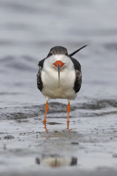 Black Skimmer Rynchops Niger Reposant Sur Une Plage Golfe Mexique — Photo