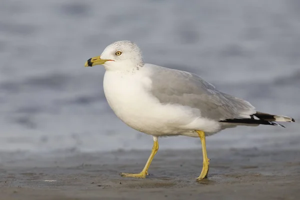 Ring Billed Gull Larus Delawarensis Foraging Gulf Mexico Beach Florid — Stock Photo, Image