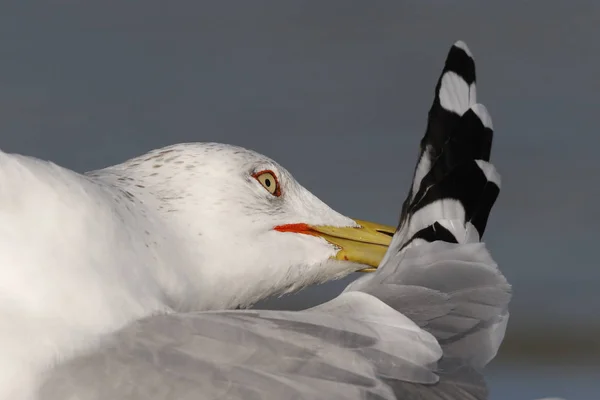 Closeup Ring Billed Gull Larus Delawarensis Preening Its Feather — Stock Photo, Image