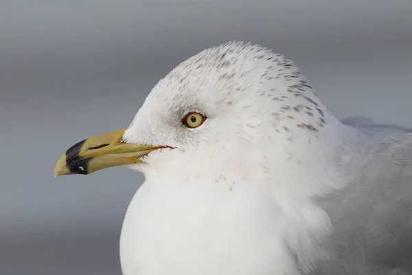 Closeup Ring Billed Gull Larus Delawarensis — Stock Photo, Image