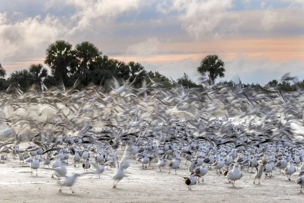 Borrão Aves Subindo Uma Praia Golfo México Amanhecer Flórida — Fotografia de Stock