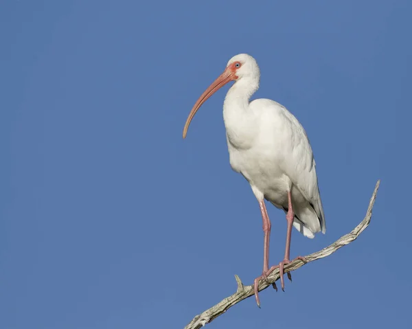 Ibis Biały Eudocimus Albus Siedzący Gałęzi Błękitne Niebo Tle Floryda — Zdjęcie stockowe