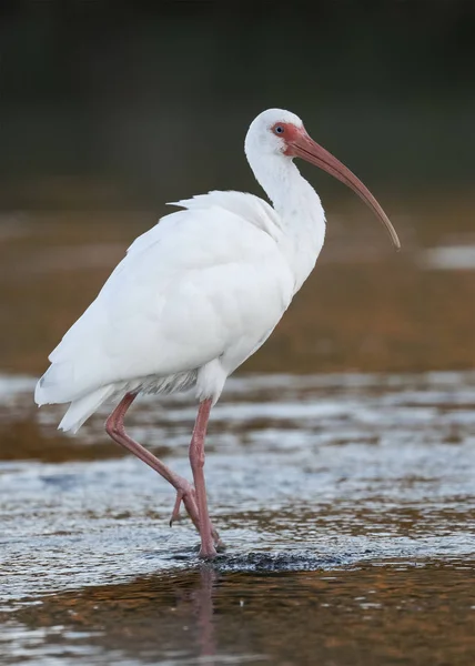 Белый Ибис Eudocimus Albus Питающийся Флоридским Ручьем — стоковое фото