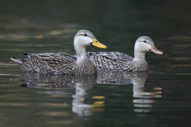 Homosassa, Florida - nehirde yüzme çifti benekli ördek (Anas fulvigula)