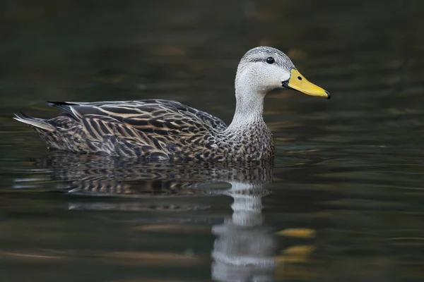 Canard Tacheté Mâle Anas Fulvigula Nageant Sur Une Rivière Homosassa — Photo