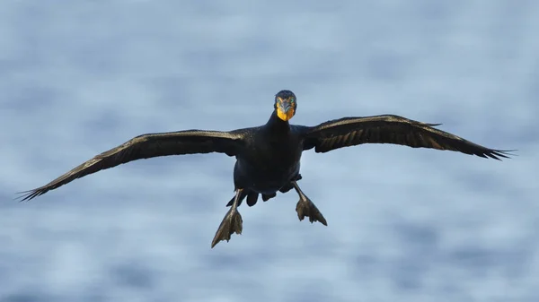 Cormoran Aigrettes Phalacrocorax Auritus Préparant Atterrir Crystal River Florid — Photo