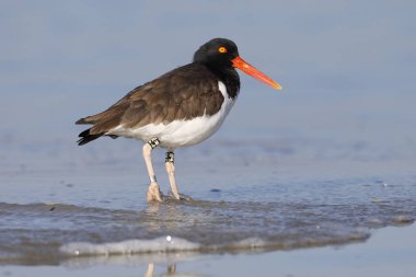Şeritli Amerikan bir bariyer adada - Jekyll Island, Gürcistan dinlenme Oystercatcher (Haematopus palliatus)