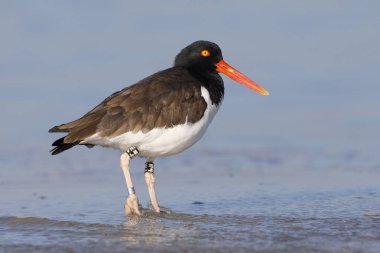 Şeritli Amerikan bir bariyer adada - Jekyll Island, Gürcistan dinlenme Oystercatcher (Haematopus palliatus)