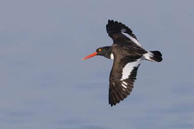 Amerikan Poyraz kuşugiller (Haematopus palliatus) uçuş - Jekyll Island, Gürcistan