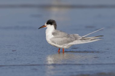 Sigara-doğurmak kuş tüyü - Jekyll Island, Gürcistan ıslahı için deri değiştirme sumru (Sterna hirundo)