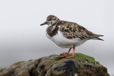 Kırmızı Turnstone (Arenaria interpres) bir kaya - Jekyll Island, Gürcistan tünemiş