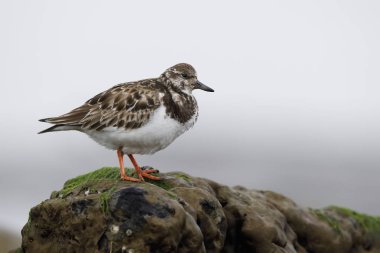 Kırmızı Turnstone (Arenaria interpres) bir kaya - Jekyll Island, Gürcistan tünemiş