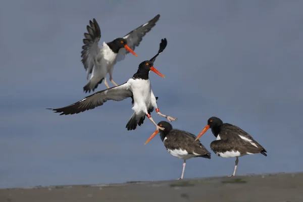 Aterragem American Oystercatchers Haematopus Palliatus Jekyll Island Geórgia — Fotografia de Stock