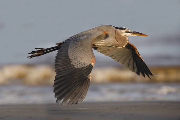 Gran Garza Azul Ardea Herodias Volando Sobre Una Playa Isla — Foto de Stock