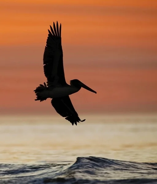 Pelicano Castanho Pelecanus Occidentalis Voo Nascer Sol Jekyll Island Geórgia — Fotografia de Stock