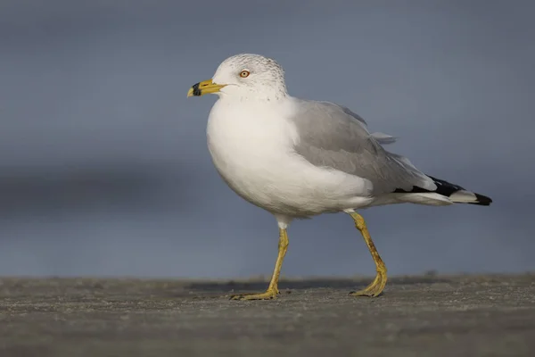 Ringsnavelmeeuw Larus Delawarensis Foerageren Een Strand Jekyll Island Georgia — Stockfoto