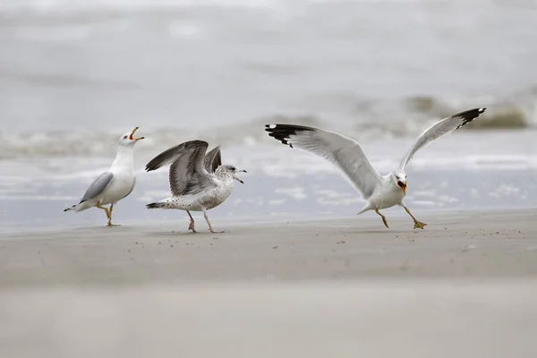 Gaivotas Bico Anelado Larus Delawarensis Litígio Territorial Ilha Jekyll Geórgia — Fotografia de Stock