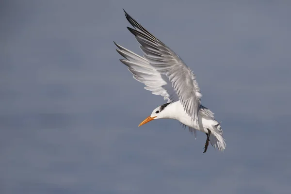 Royal Tern Thalfleus Maximus Готовится Посадке Остров Джекилл Джорджия — стоковое фото