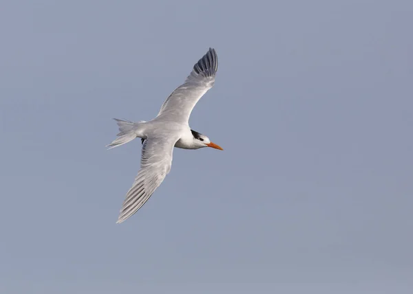 Royal Tern Thalfleus Maximus Полете Остров Джекилл Джорджия — стоковое фото