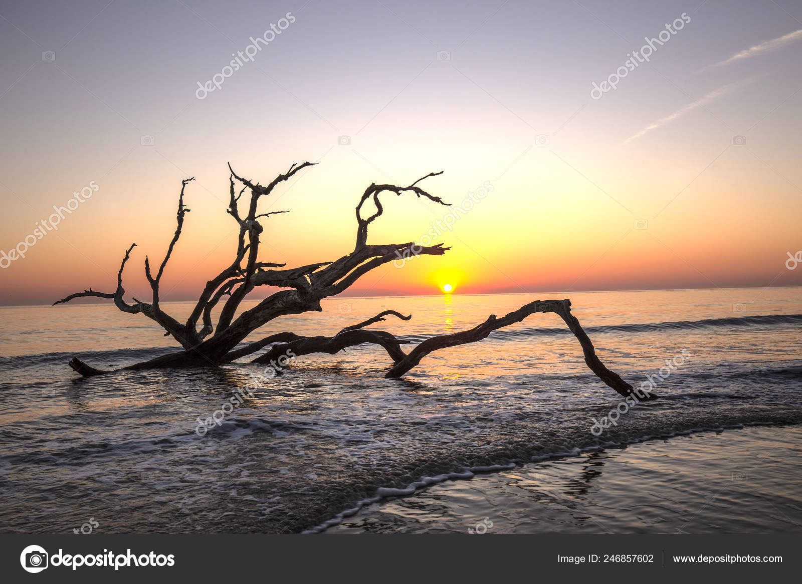 Sunrise Driftwod Beach Jekyll Island Georgia — Stock Photo © gonepaddling  #246857602, image size:1600x1167