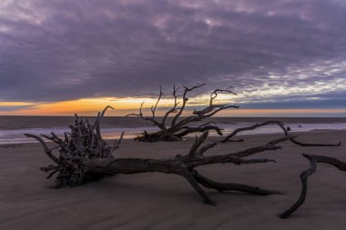Sahilde dalgaların karaya attığı odun - Jekyll Island, Gürcistan ağaçlarının iskelet kalıntıları