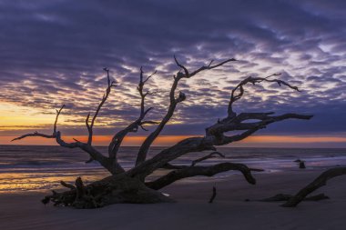 Sunrise plajda Driftwod - Jekyll Island, Gürcistan