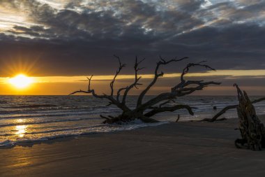 Sunrise plajda Driftwod - Jekyll Island, Gürcistan