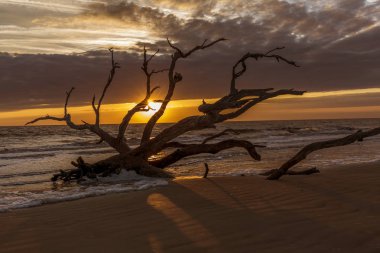 Sunrise plajda Driftwod - Jekyll Island, Gürcistan