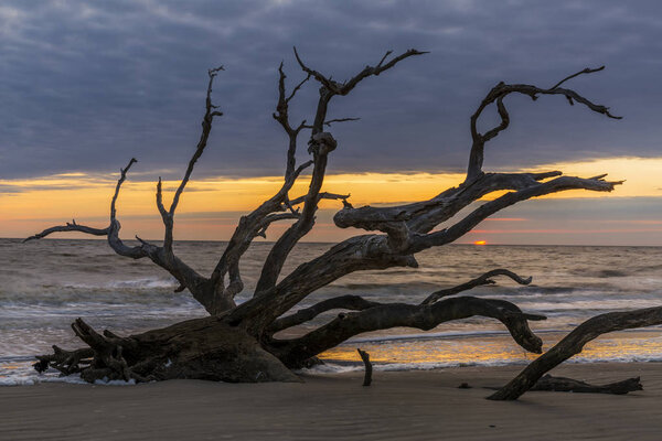 Skeletal Remains of Trees on Driftwood Beach - Jekyll Island, Georgia