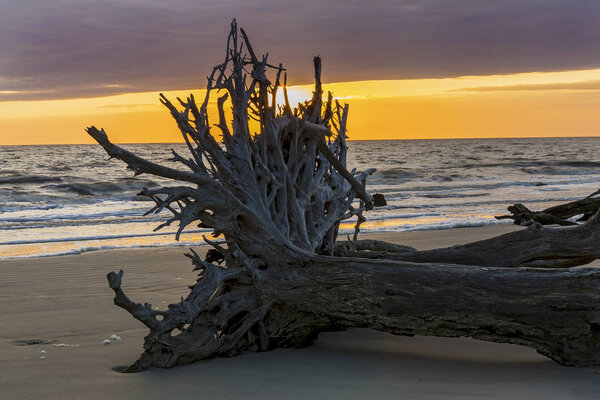 Sunrise on Driftwod Beach - Jekyll Island, Georgia