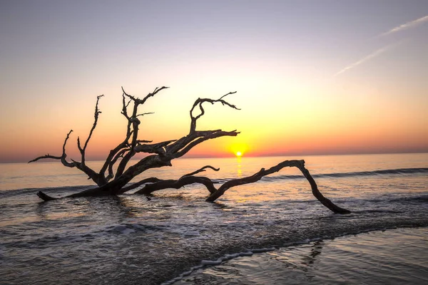 Ανατολή Ηλίου Στην Παραλία Driftwod Νησί Jekyll Γεωργία — Φωτογραφία Αρχείου