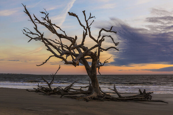 Sunrise on Driftwod Beach - Jekyll Island, Georgia