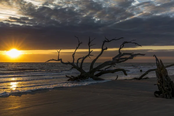 Sunrise Plajda Driftwod Jekyll Island Gürcistan — Stok fotoğraf