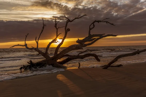 Sonnenaufgang Driftwod Beach Jekyll Island Georgia — Stockfoto