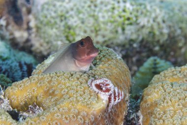 Redlip Blenny bir mercan kafa arkasından bakan out
