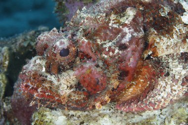 Bir benekli bir geçen fi pusuya düşürmek için bekleyen Scorpionfish closeup