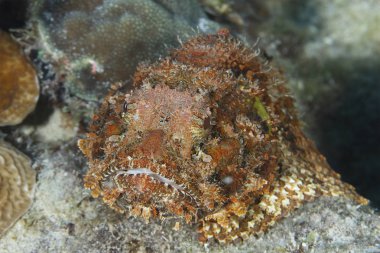 Bir de benekli bir geçiş pusuya düşürmek için bekleyen Scorpionfish kamufle
