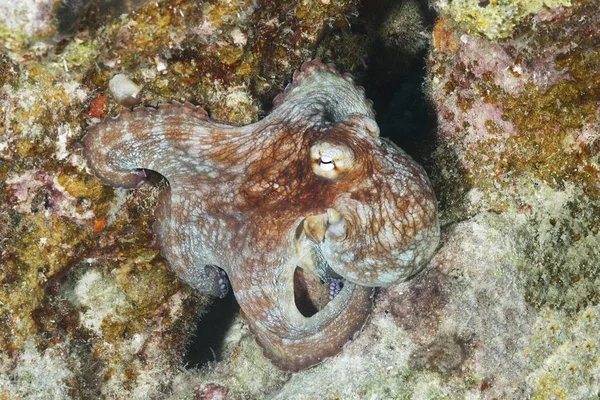 Achtarm op een koraal rif — Stockfoto