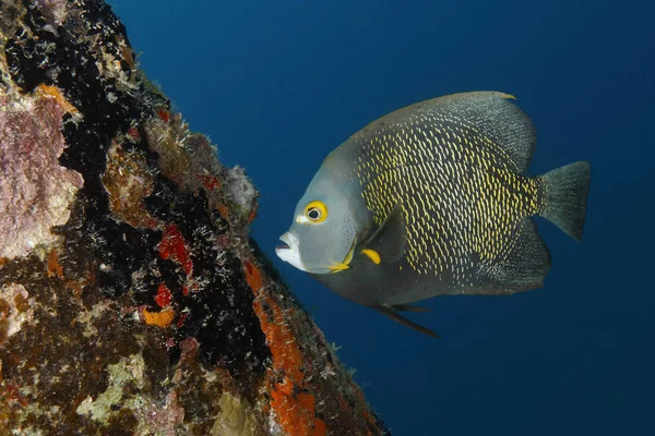 Franska Angelfish simma bredvid en coral-täckt docka pålning — Stockfoto