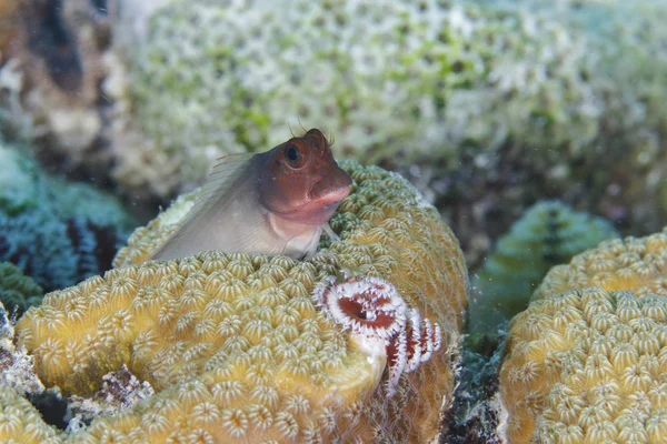 Redlip Blenny peering out from behind a coral head — Stock Photo, Image