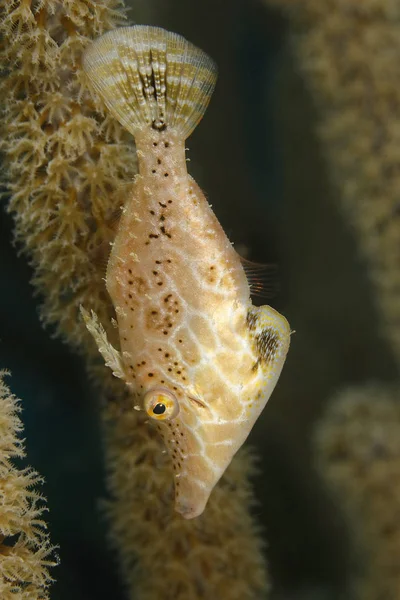 Slanke Filefish hidng in een Hoornkoralen — Stockfoto