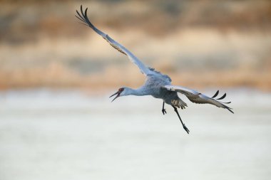Sandhill Crane bir iniş için - New Mexico'ya yaklaşıyor