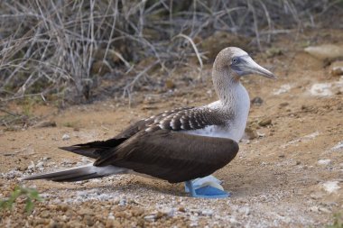 Mavi ayaklı Booby yumurta kuluçka bir mühlet alır - Gala